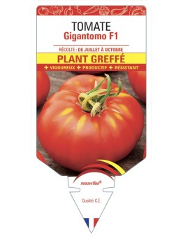TOMATE GIGANTOMO F1 PLANT GREFFE