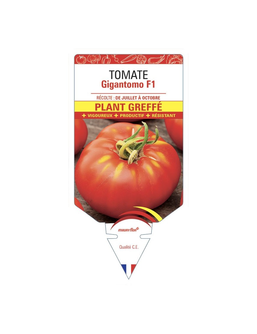 TOMATE GIGANTOMO F1 PLANT GREFFE