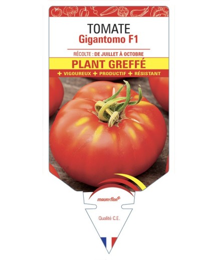 TOMATE GIGANTOMO F1 PLANT GREFFE