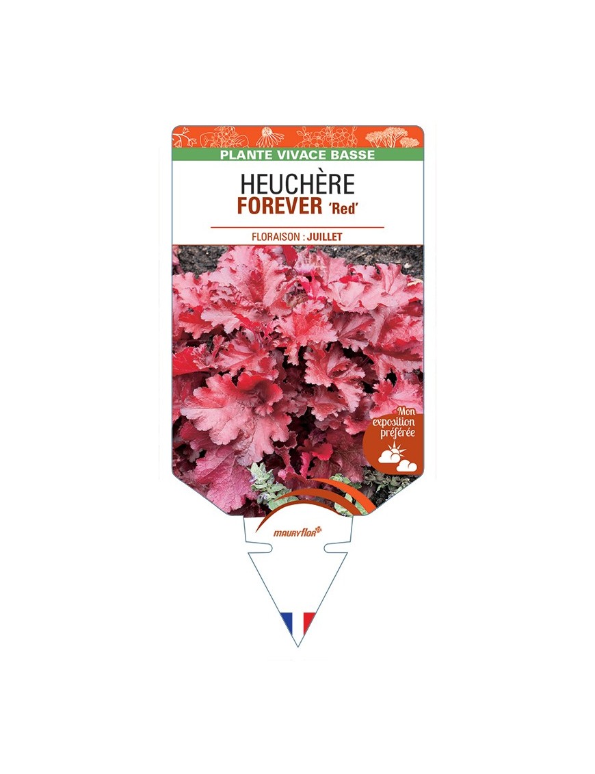 HEUCHERA FOREVER Red