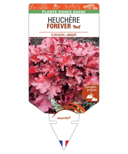 HEUCHERA FOREVER Red