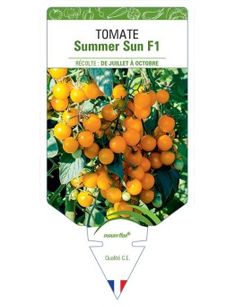 TOMATE SUMMER SUN F1