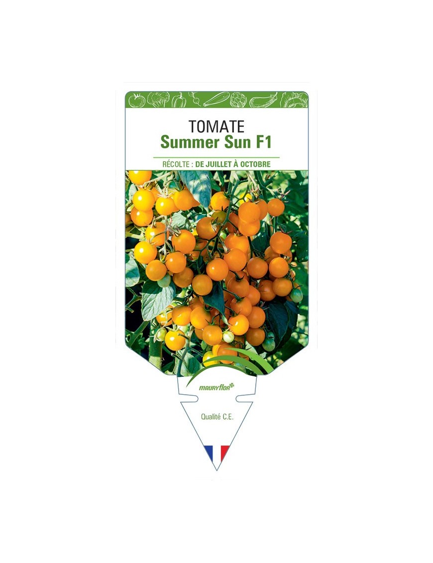 TOMATE SUMMER SUN F1