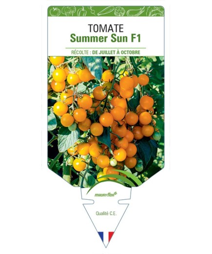 TOMATE SUMMER SUN F1