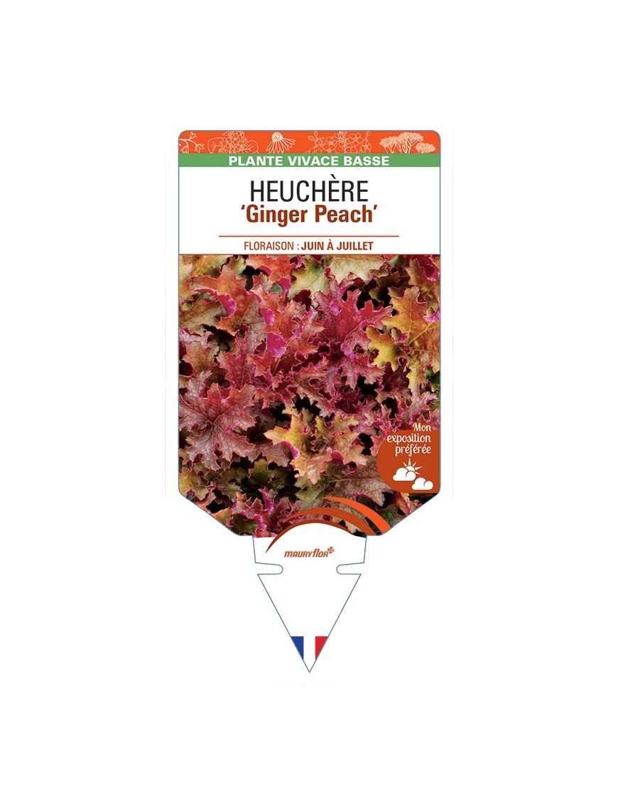 HEUCHERA Ginger Peach