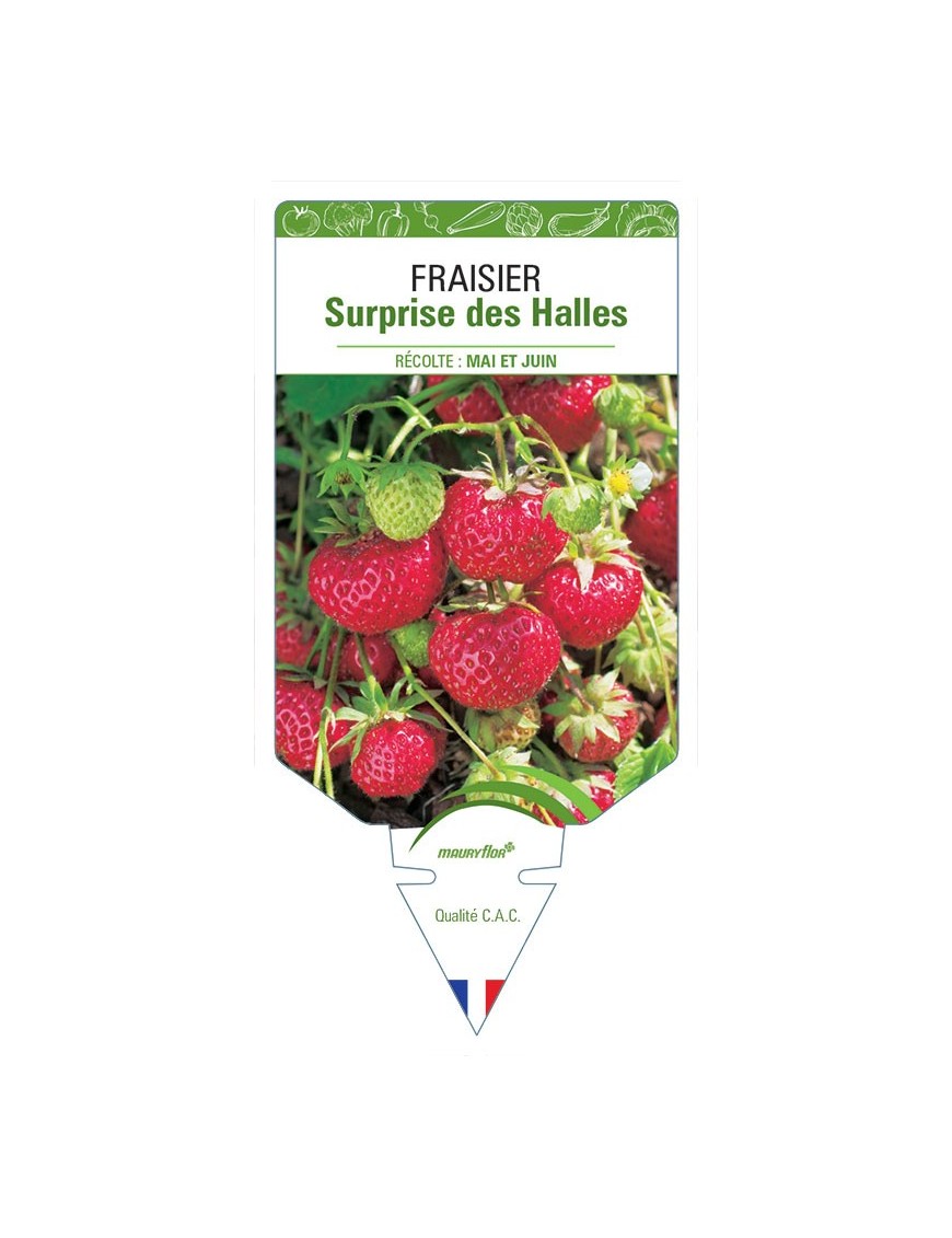 FRAISIER SURPRISE DES HALLES