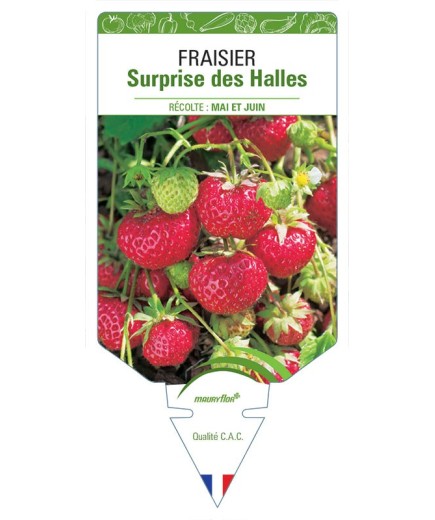 FRAISIER SURPRISE DES HALLES