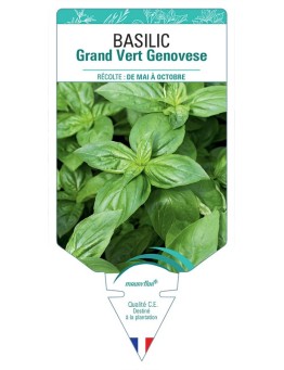 BASILIC GRAND VERT GENOVESE