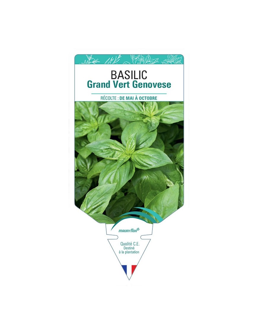 BASILIC GRAND VERT GENOVESE