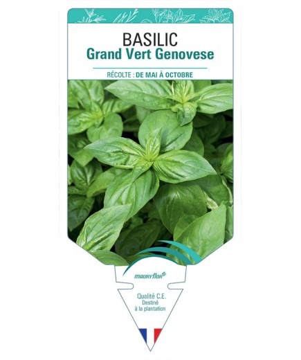 BASILIC GRAND VERT GENOVESE