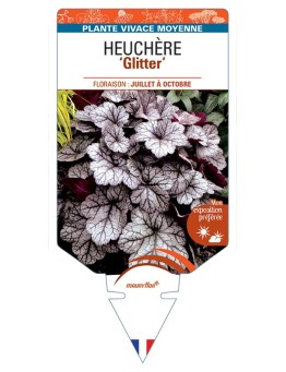 HEUCHERA Glitter