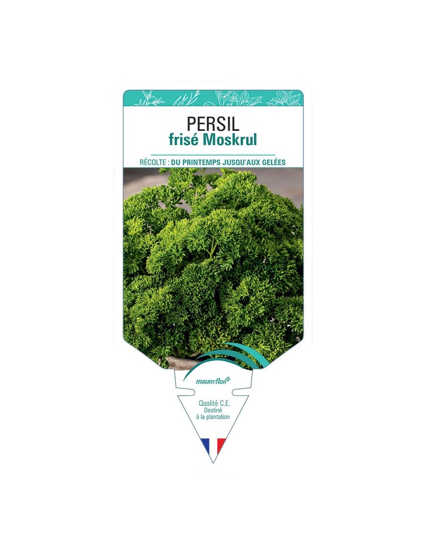 PERSIL FRISE MOSKRUL