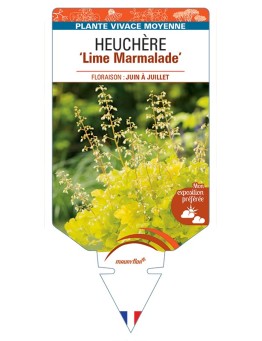 HEUCHERA Lime Marmalade