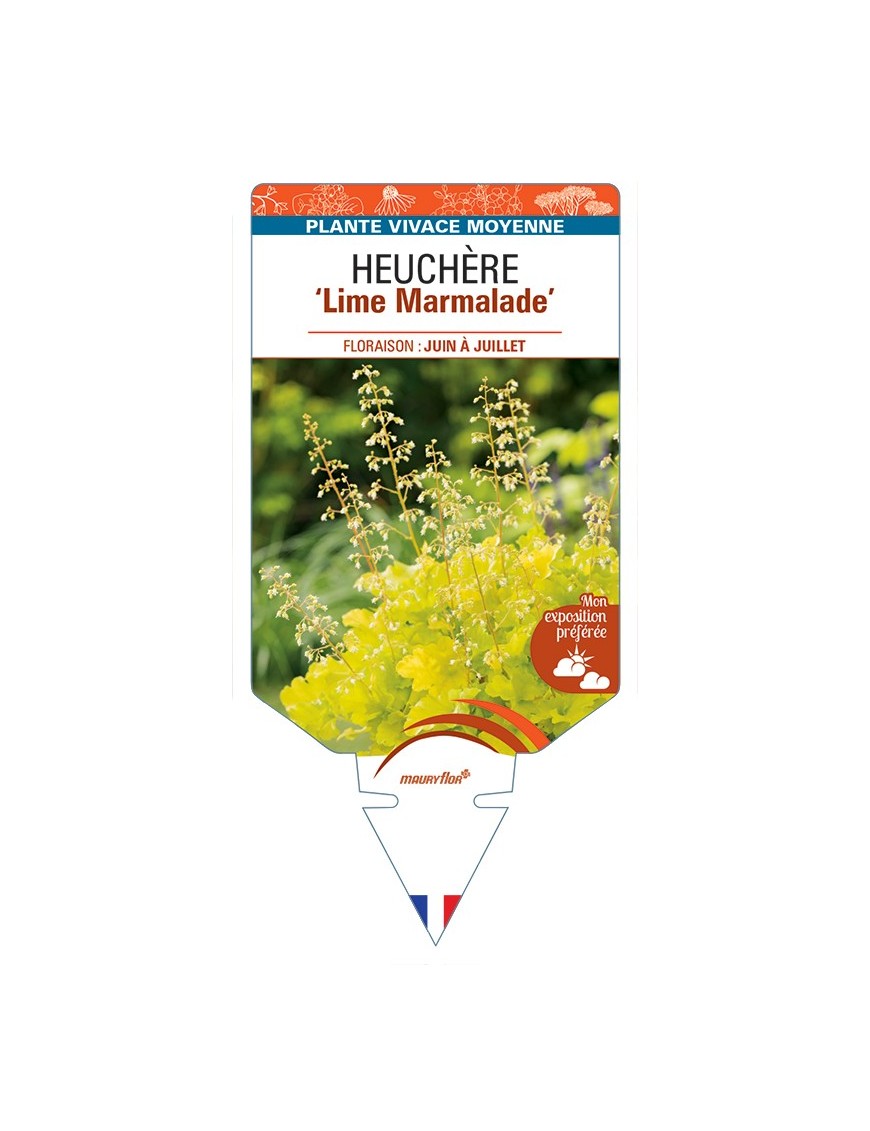 HEUCHERA Lime Marmalade