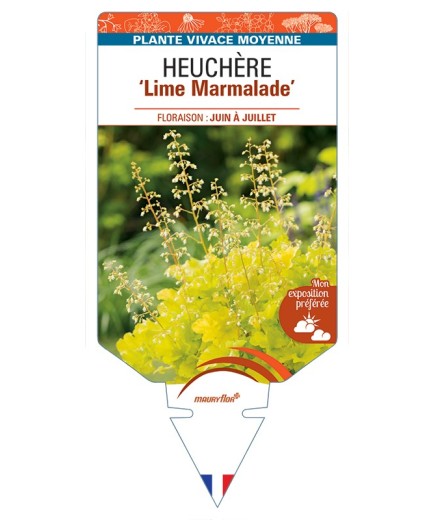 HEUCHERA Lime Marmalade