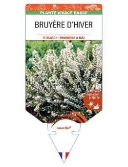 ERICA darleyensis voir BRUYÈRE D’HIVER (blanche) *