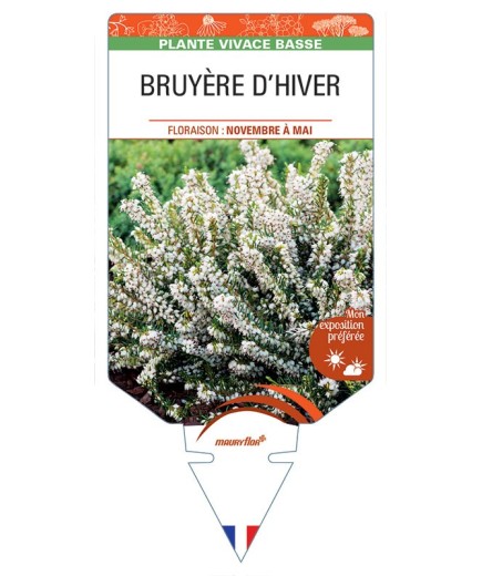 ERICA darleyensis voir BRUYÈRE D’HIVER (blanche) *