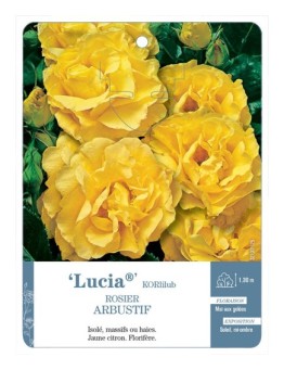 Rosier arbustif Lucia® KORlilub