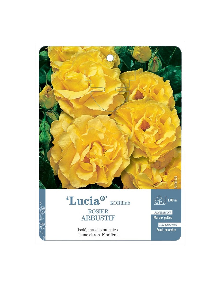 Rosier arbustif Lucia® KORlilub