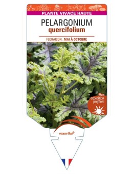 PELARGONIUM quercifolium