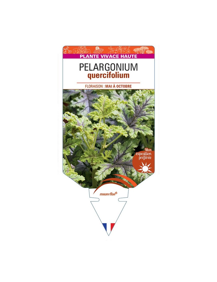 PELARGONIUM quercifolium