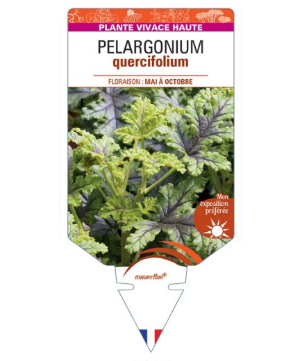 PELARGONIUM quercifolium