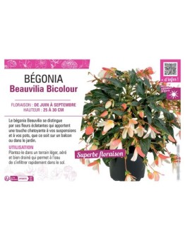 BÉGONIA Beauvilia Bicolour