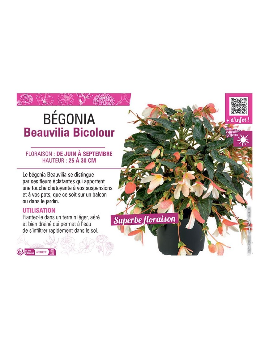 BÉGONIA Beauvilia Bicolour