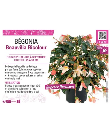 BÉGONIA Beauvilia Bicolour
