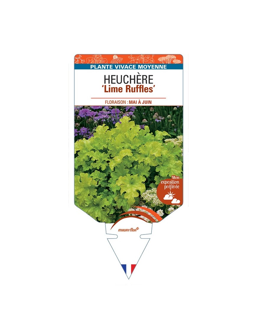 HEUCHERA Lime Ruffles