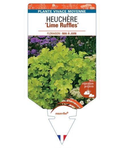 HEUCHERA Lime Ruffles