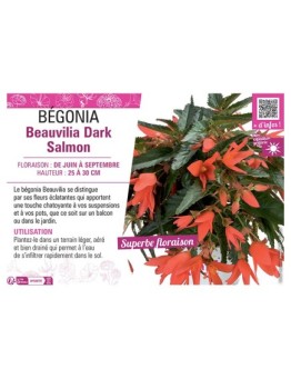 BÉGONIA Beauvilia Dark Salmon