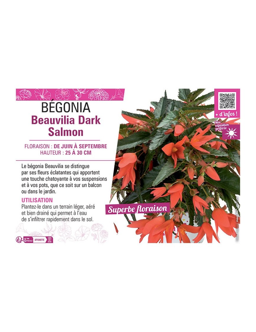 BÉGONIA Beauvilia Dark Salmon