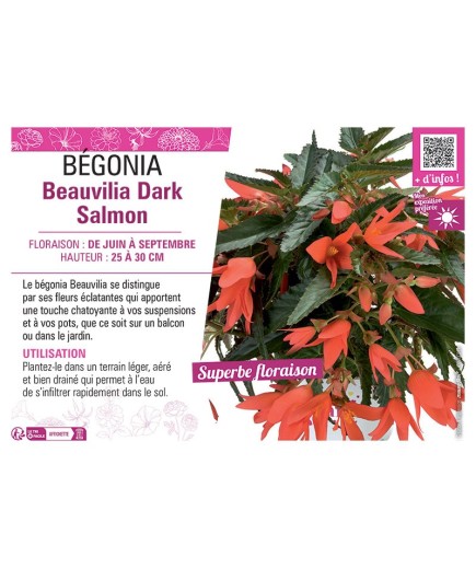 BÉGONIA Beauvilia Dark Salmon