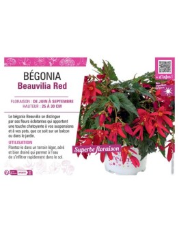 BÉGONIA Beauvilia Red