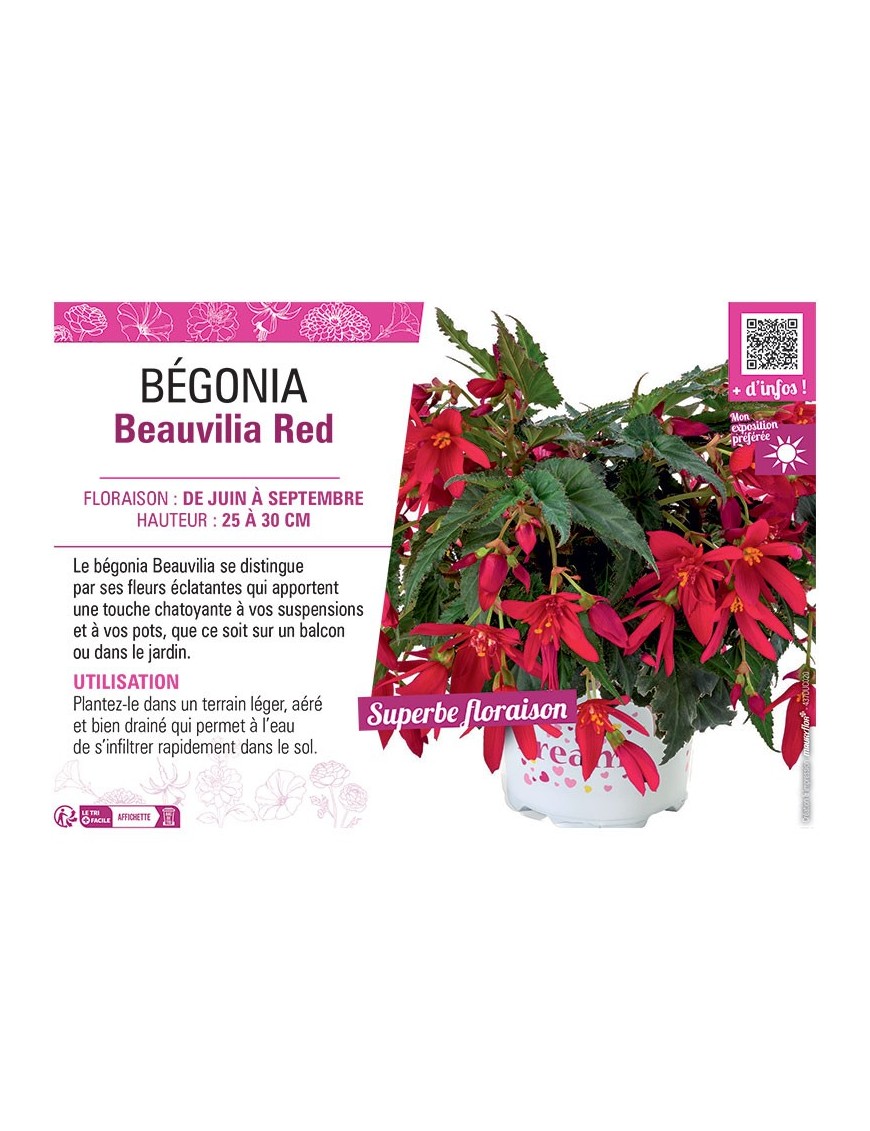 BÉGONIA Beauvilia Red