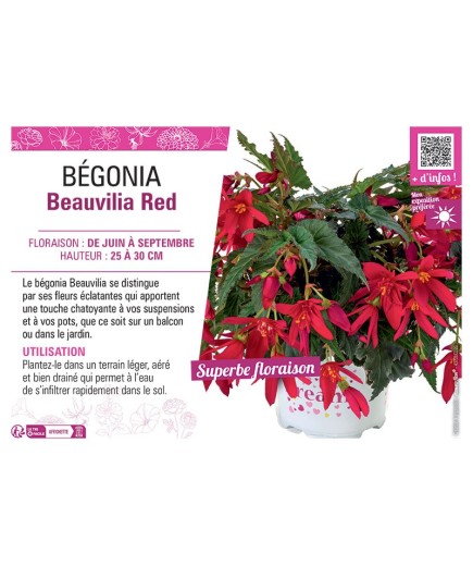 BÉGONIA Beauvilia Red