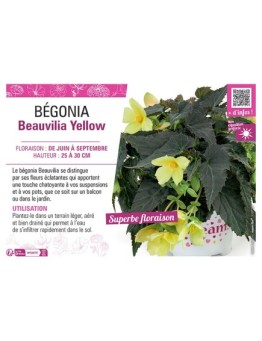 BÉGONIA Beauvilia Yellow