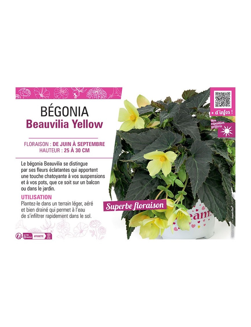 BÉGONIA Beauvilia Yellow
