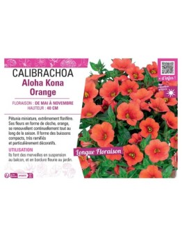 CALIBRACHOA Aloha Kona Orange