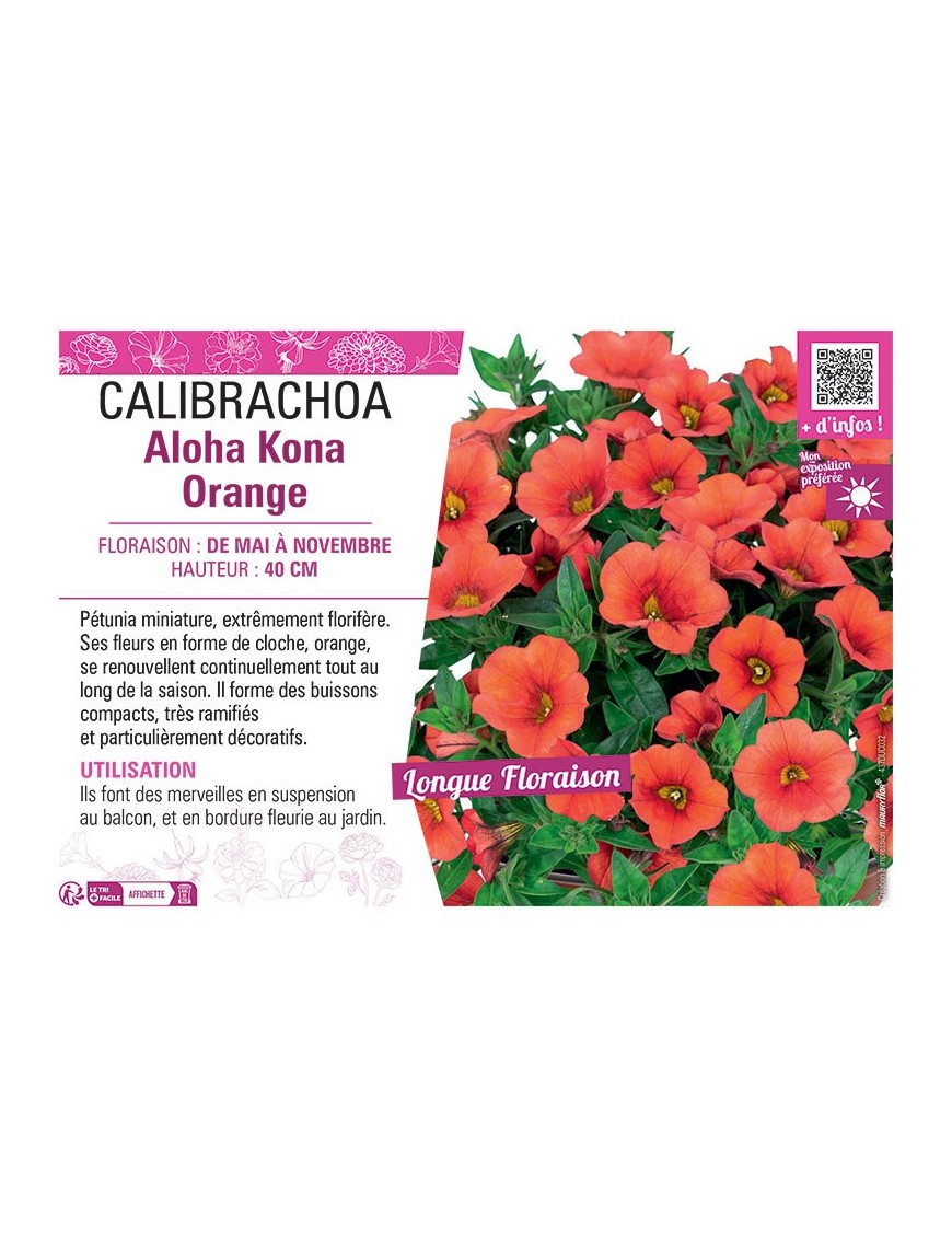 CALIBRACHOA Aloha Kona Orange