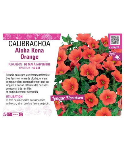 CALIBRACHOA Aloha Kona Orange