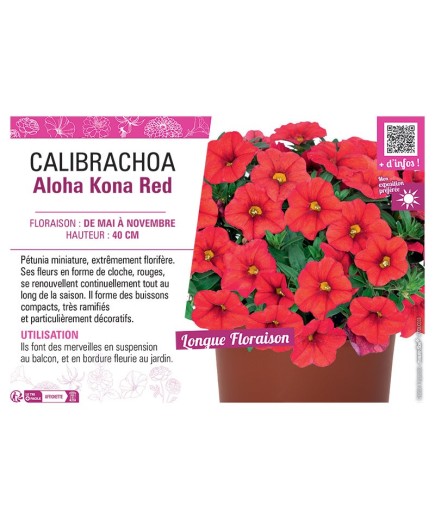 CALIBRACHOA Aloha Kona Red