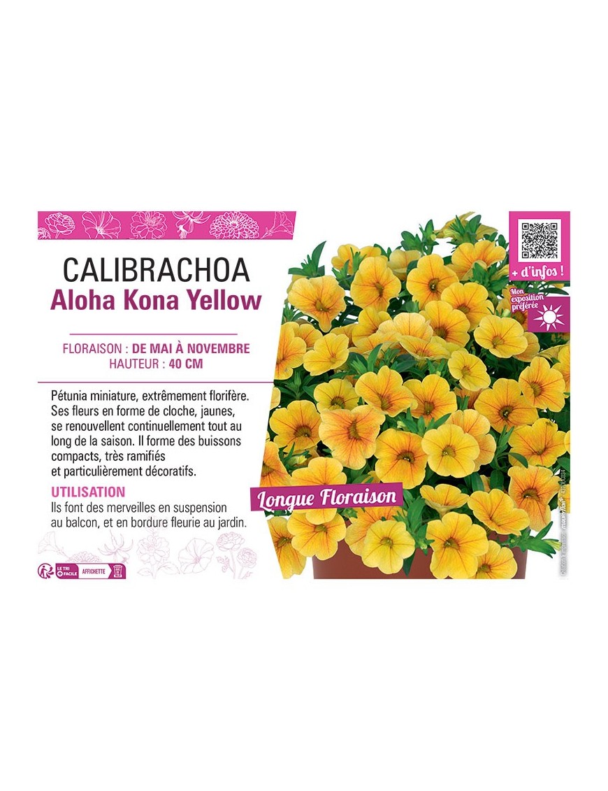 CALIBRACHOA Aloha Kona Yellow
