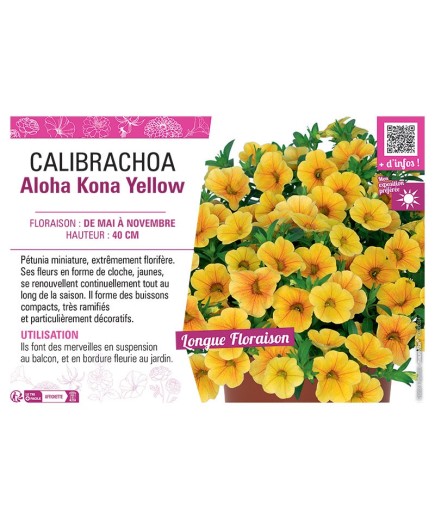 CALIBRACHOA Aloha Kona Yellow