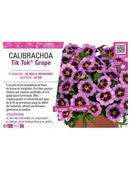 CALIBRACHOA Tik Tok® Grape