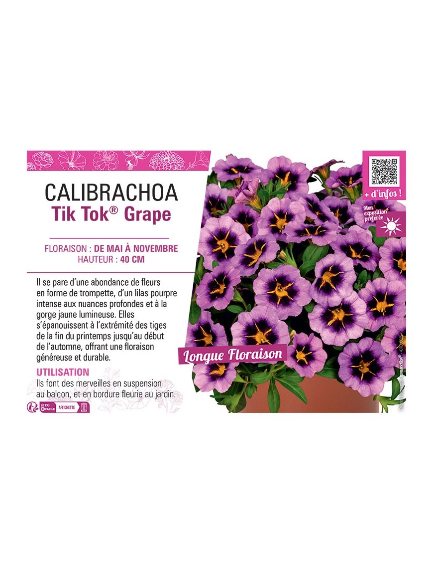CALIBRACHOA Tik Tok® Grape