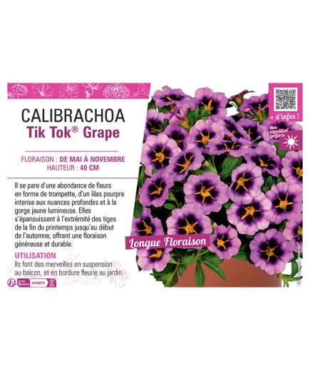 CALIBRACHOA Tik Tok® Grape