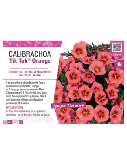 CALIBRACHOA Tik Tok® Orange