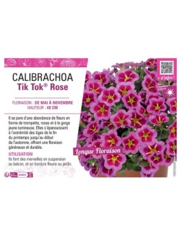 CALIBRACHOA Tik Tok® Rose
